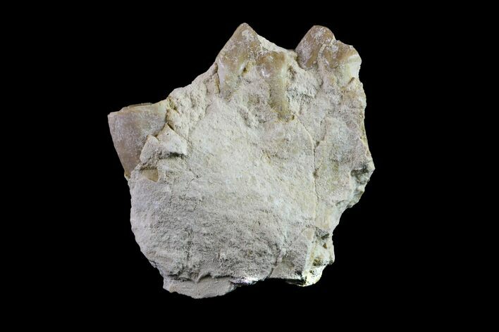 Oreodont (Merycoidodon) Jaw Section - South Dakota #157370